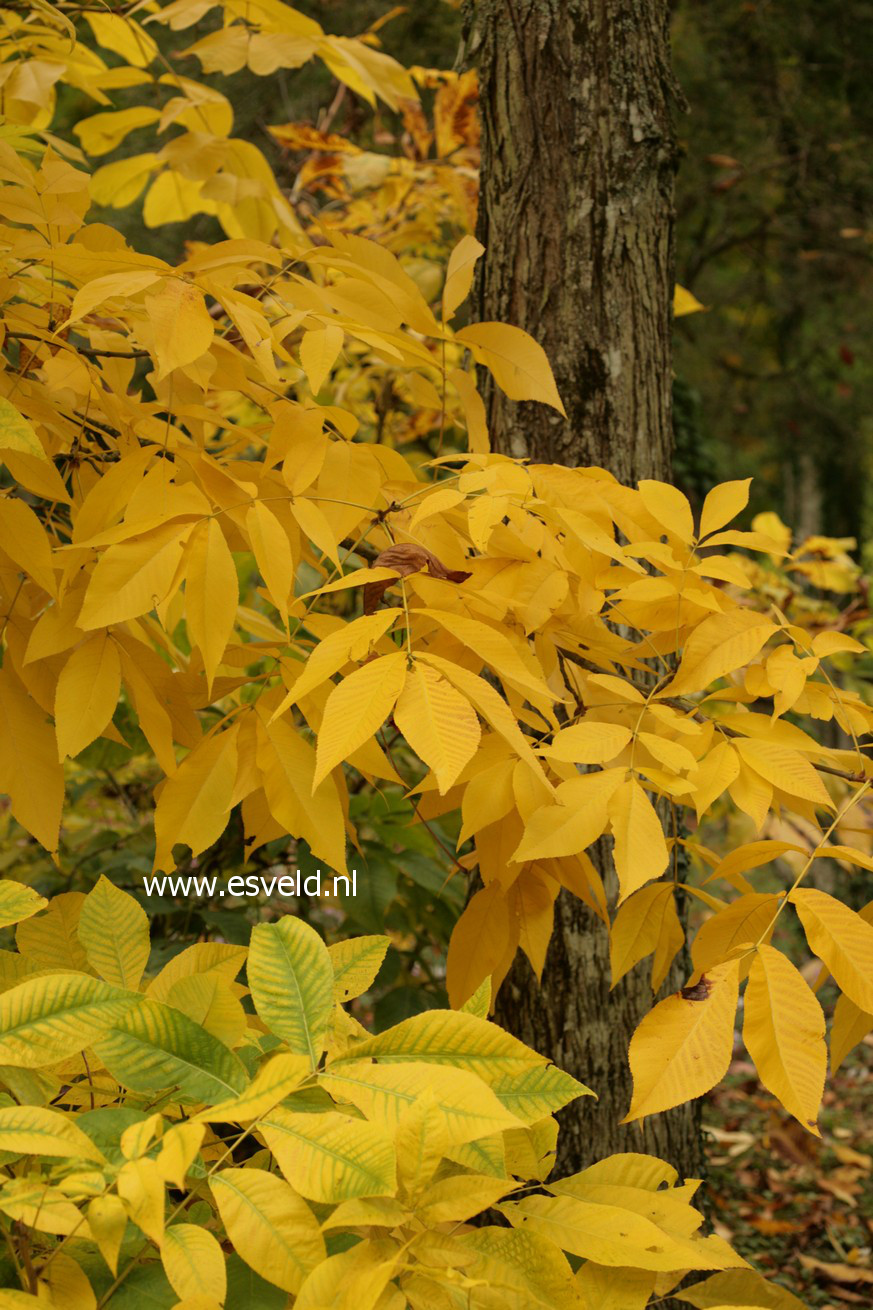 Carya laciniosa