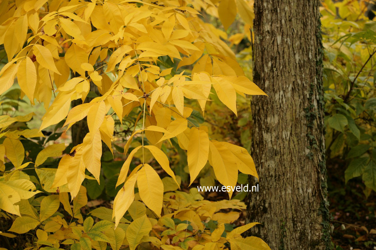 Carya laciniosa