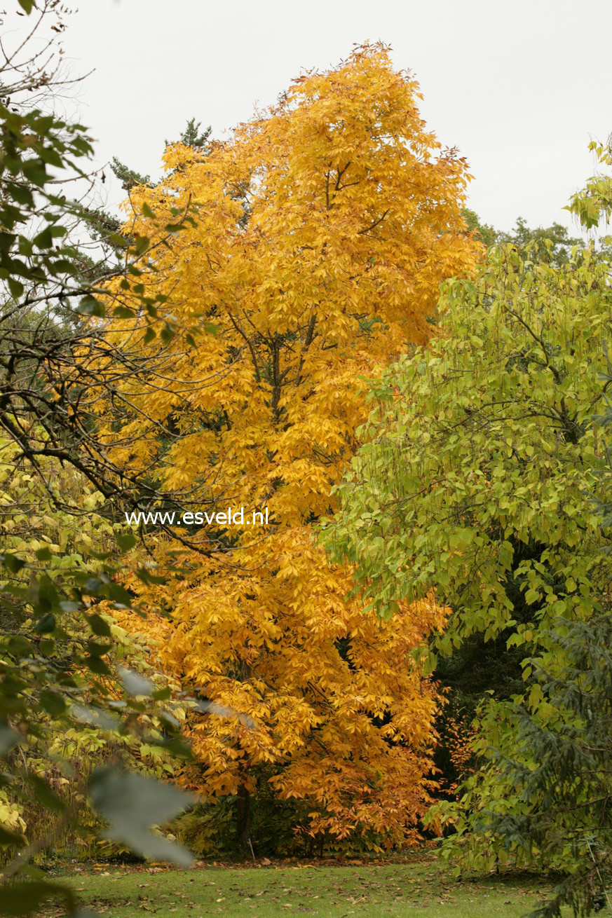 Carya laciniosa