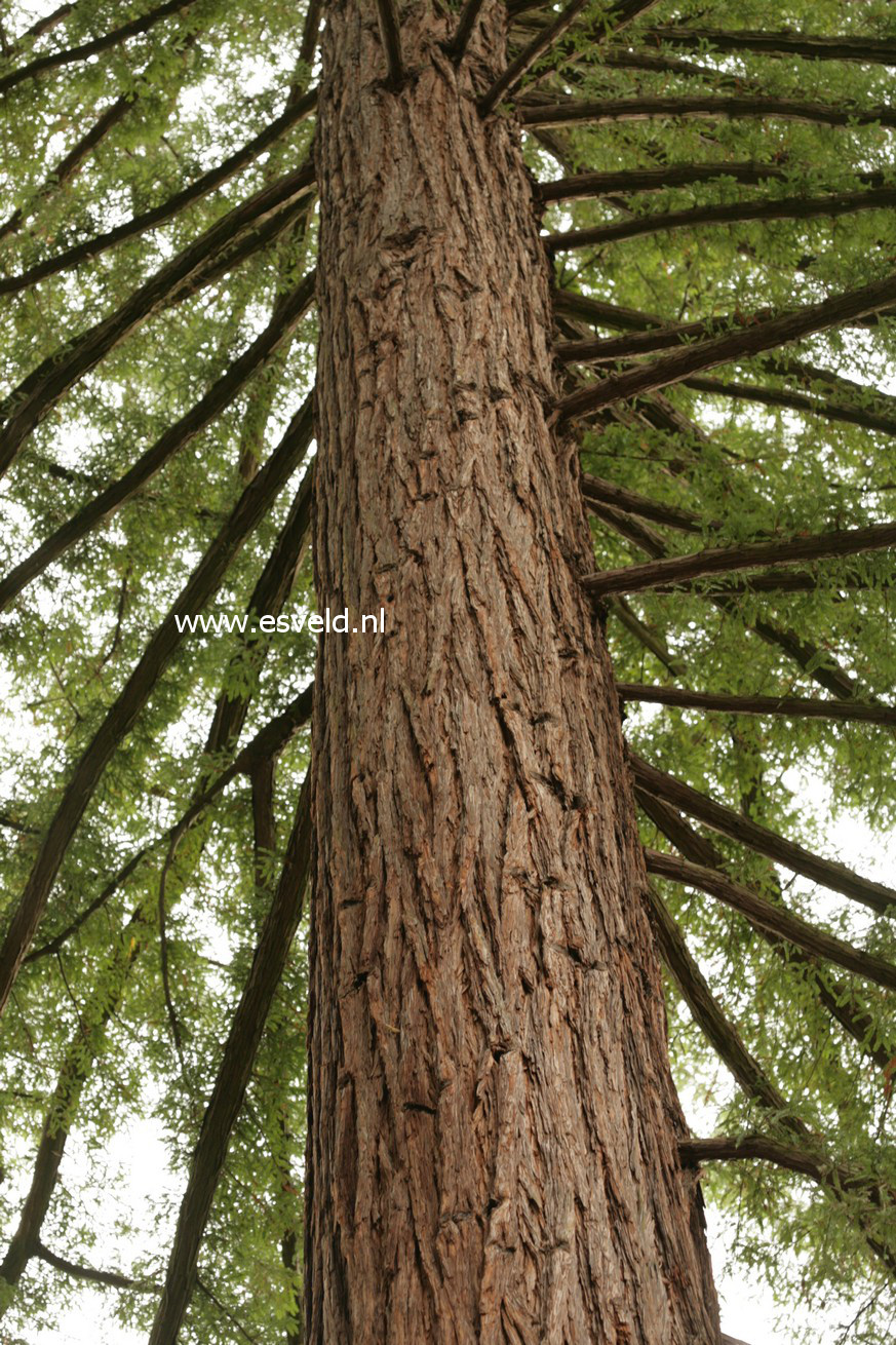 Sequoia sempervirens