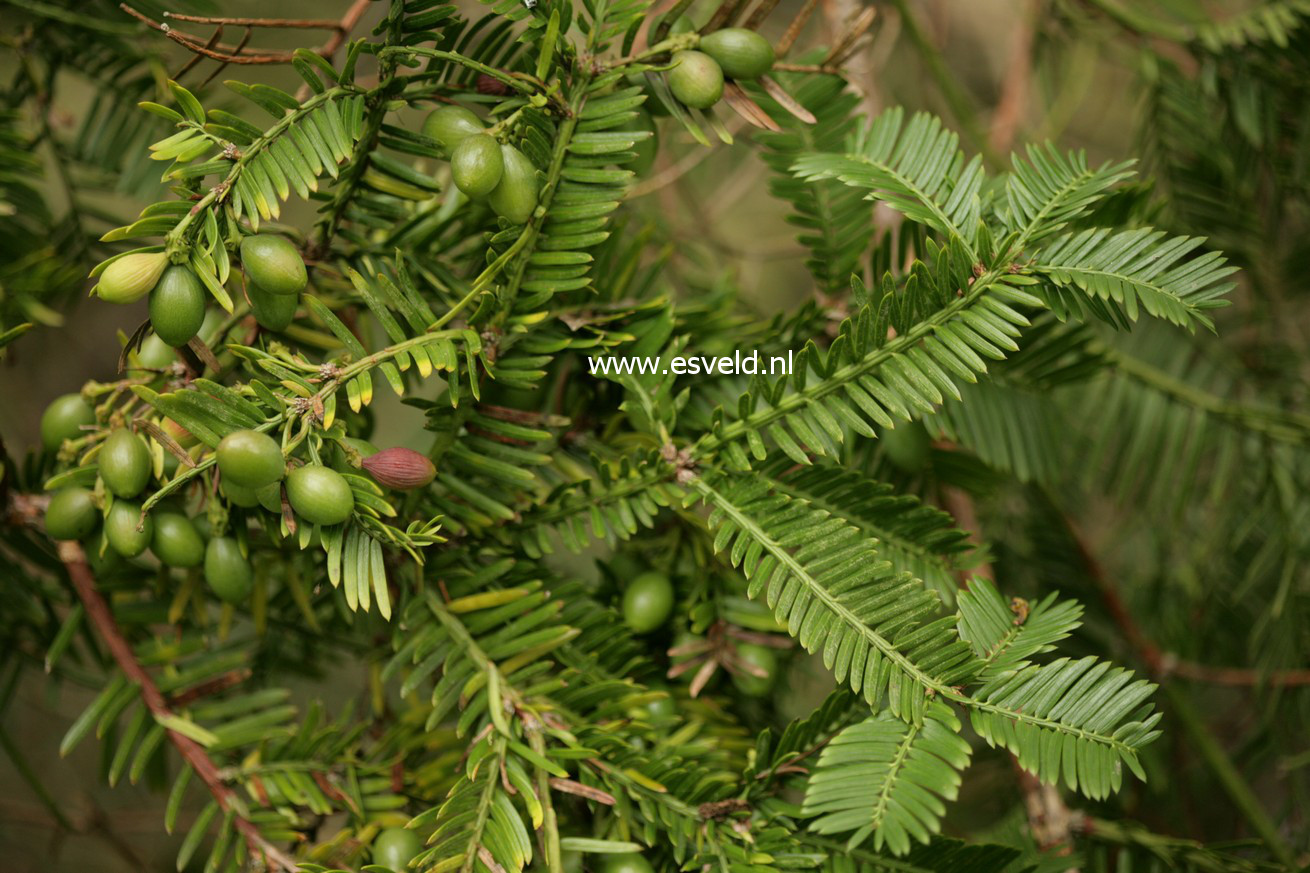 Cephalotaxus harringtonii