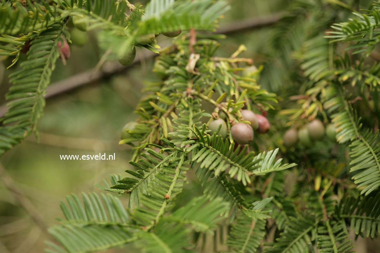 Cephalotaxus harringtonii