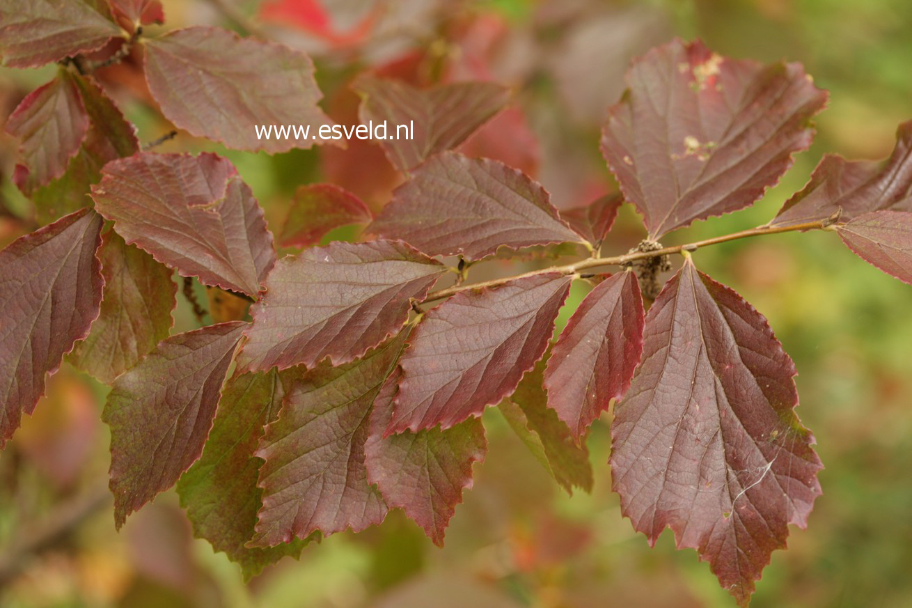 Parrotia subaequalis