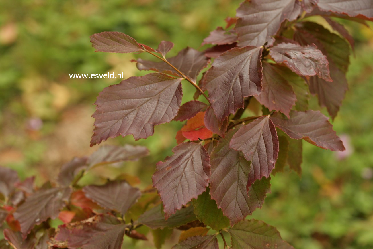 Parrotia subaequalis