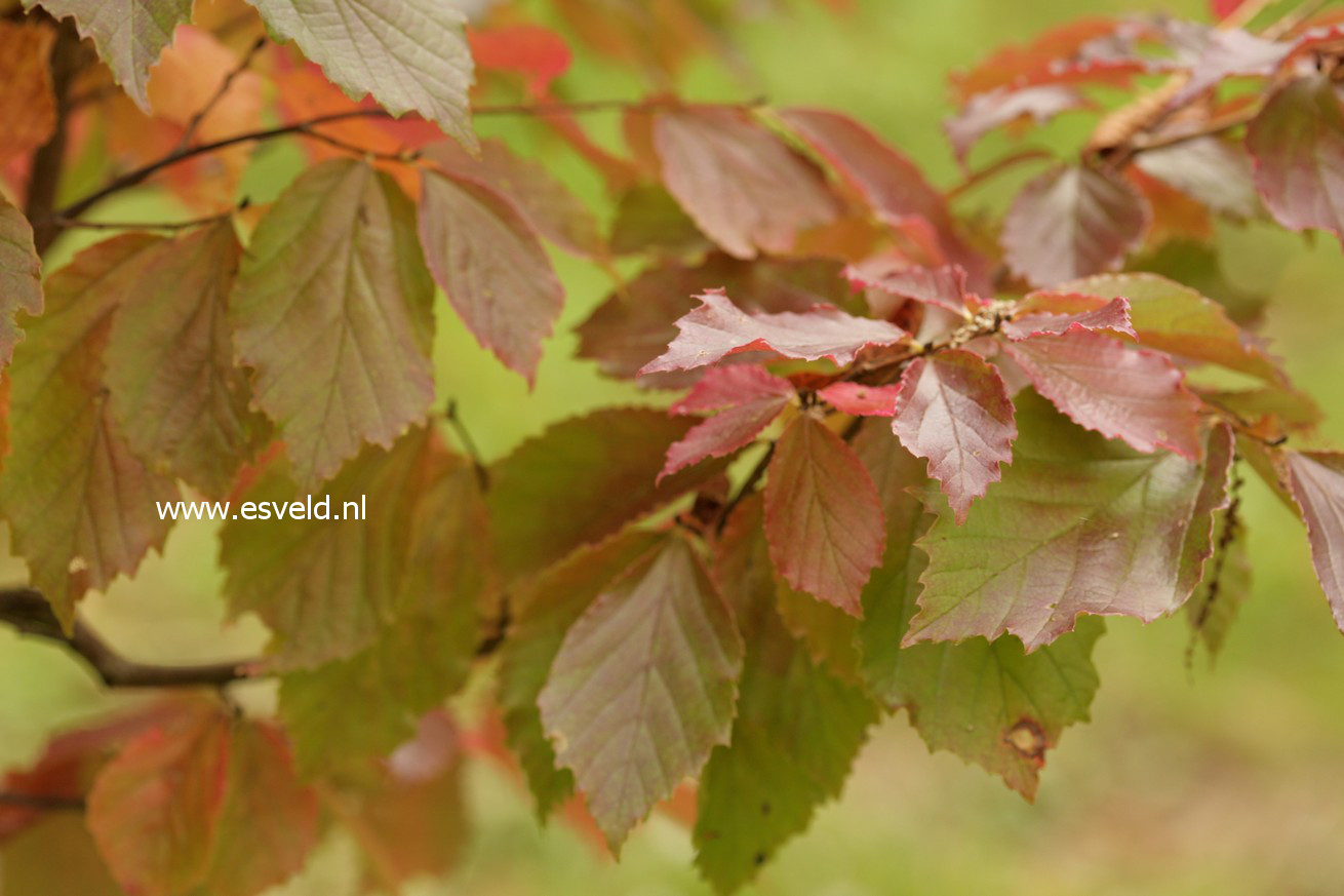 Parrotia subaequalis