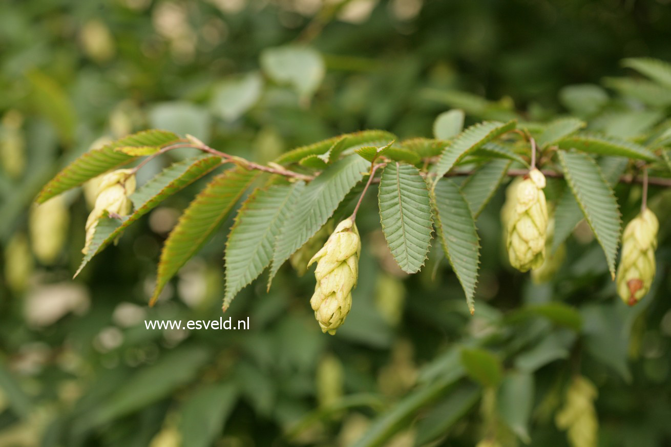 Carpinus japonica