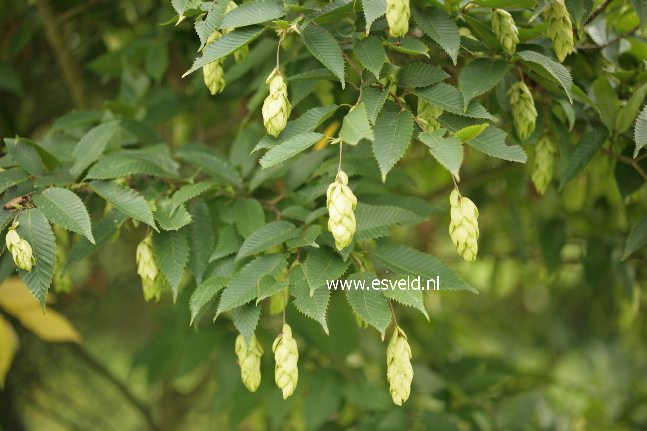 Carpinus japonica