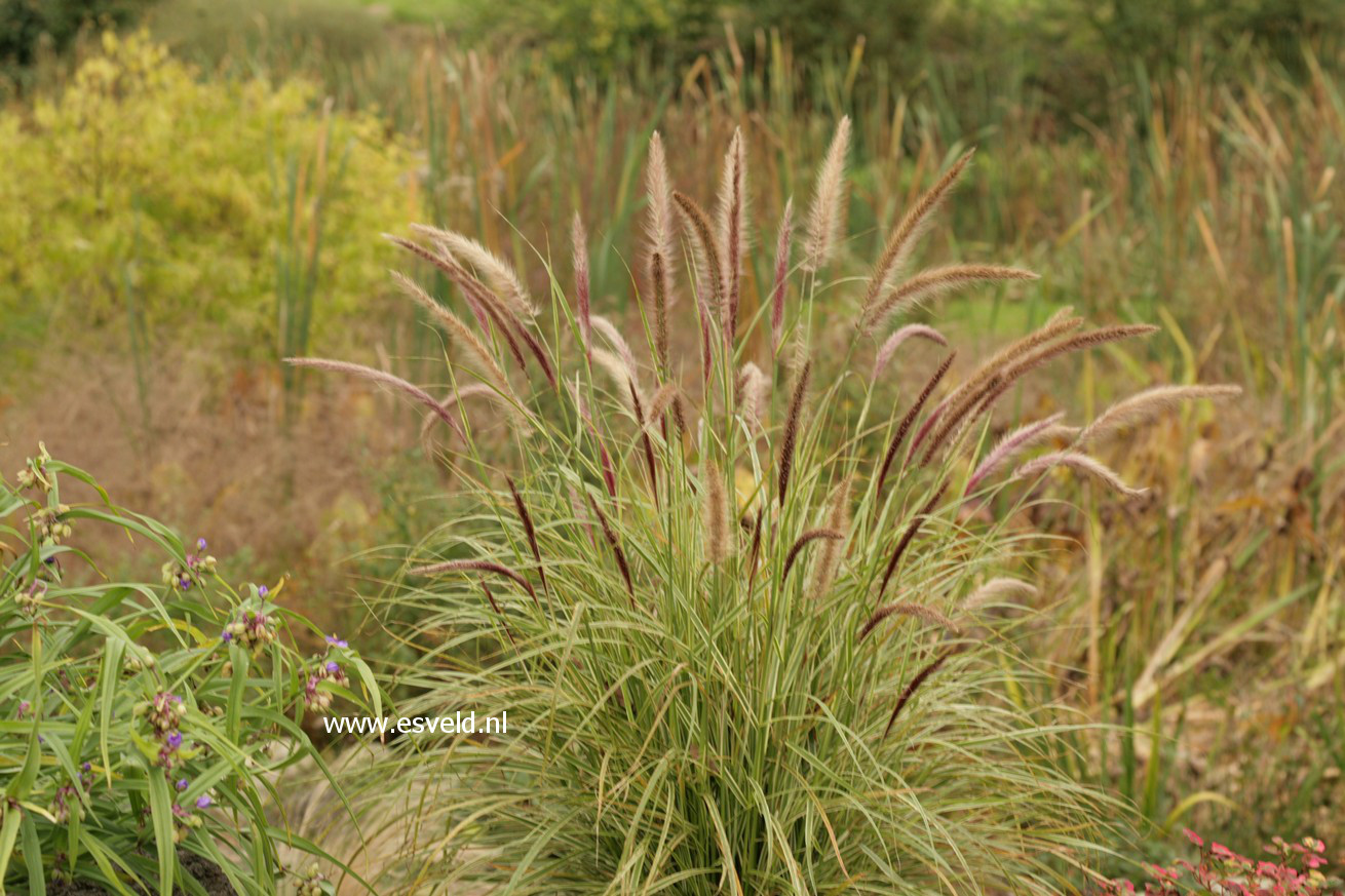 Pennisetum setaceum 'Sky Rocket'