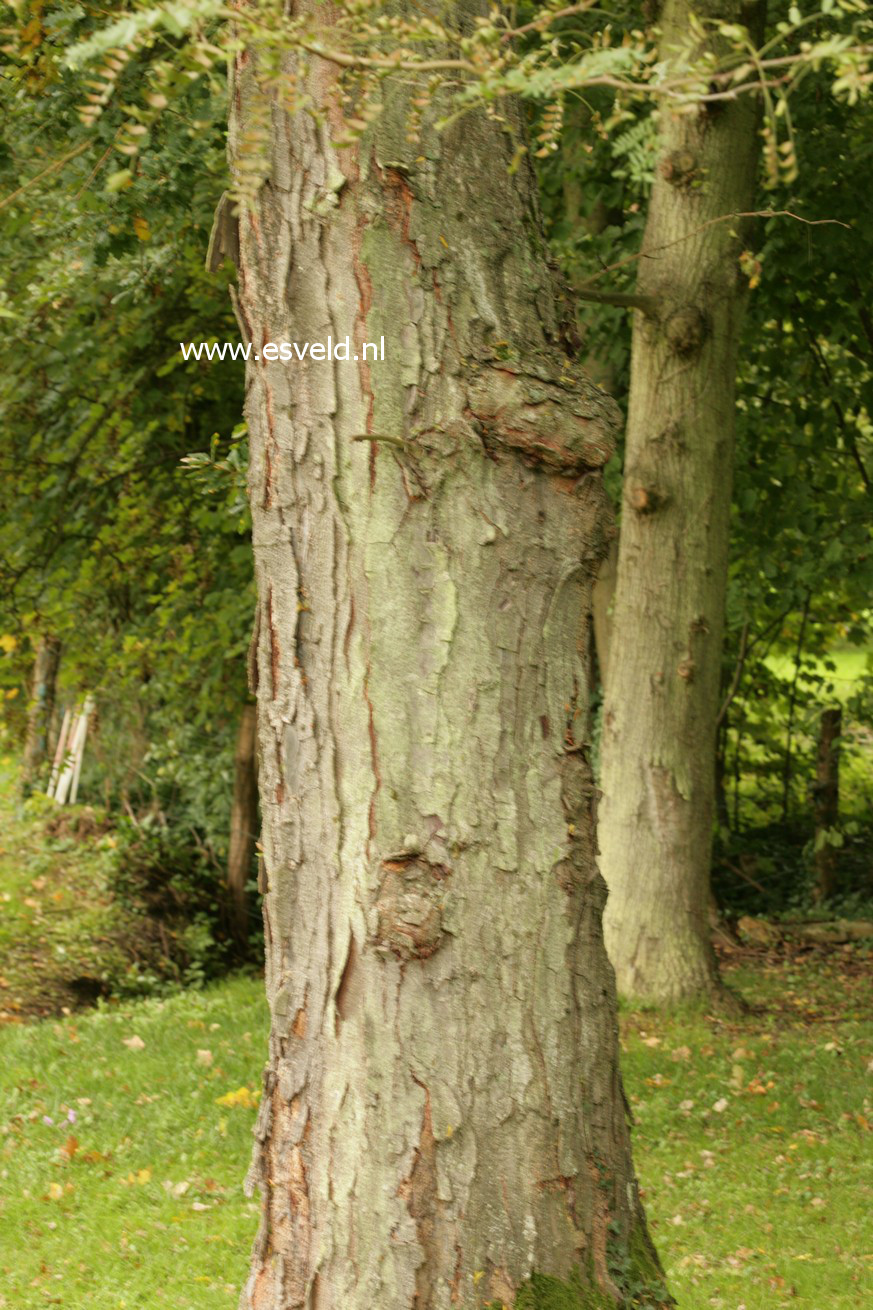 Gleditsia triacanthos f. inermis