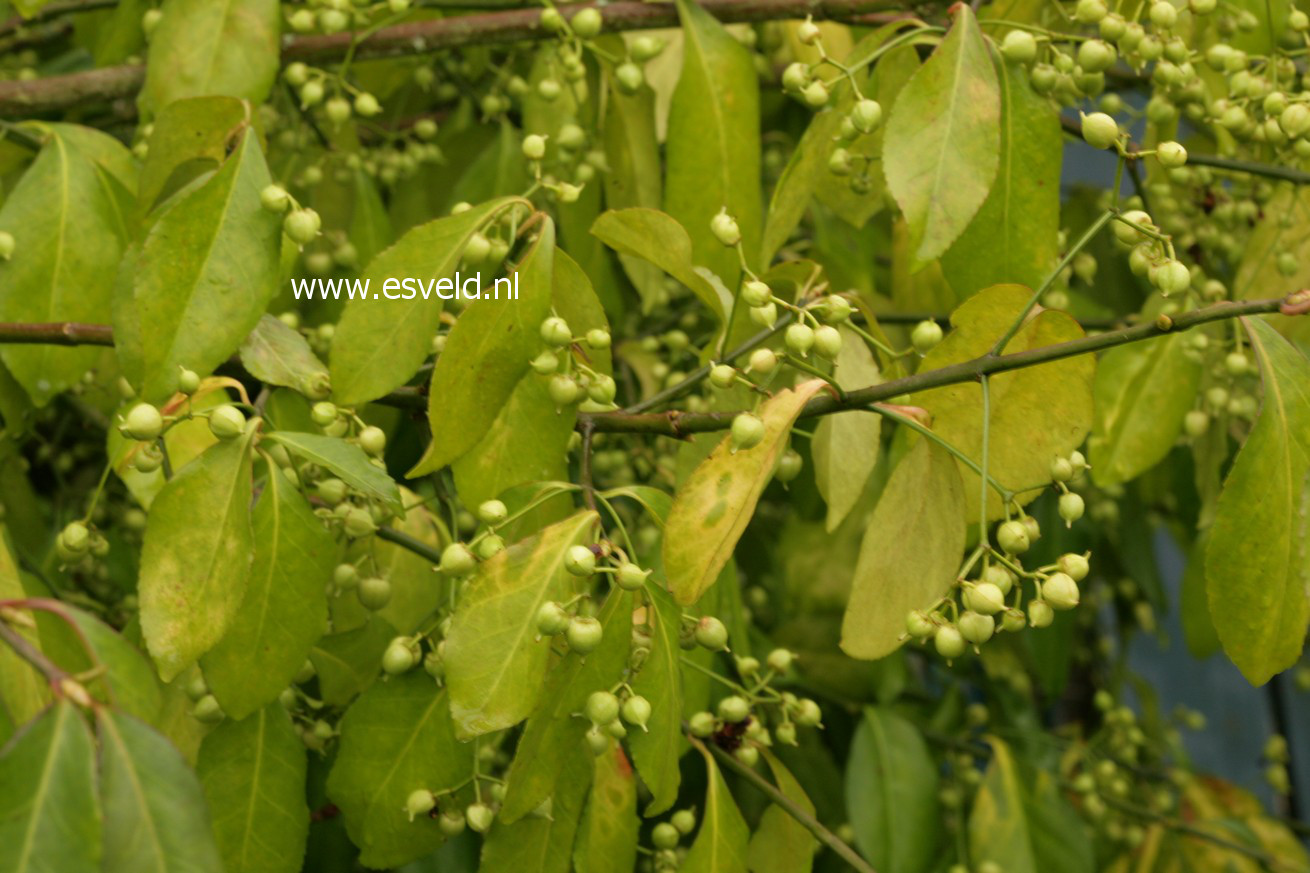 Euonymus grandiflorus