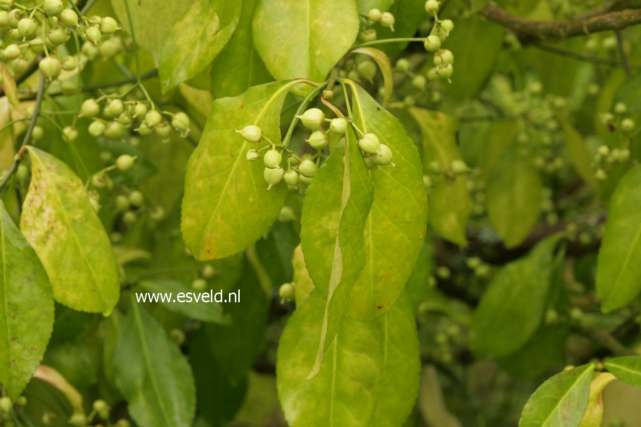 Euonymus grandiflorus