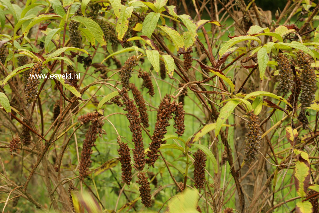 Buddleja japonica