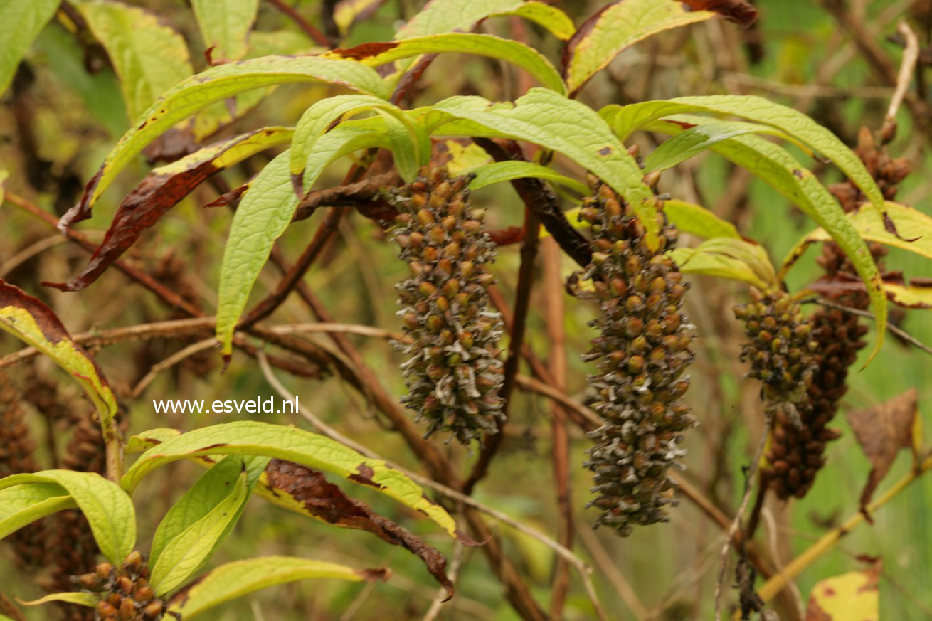 Buddleja japonica