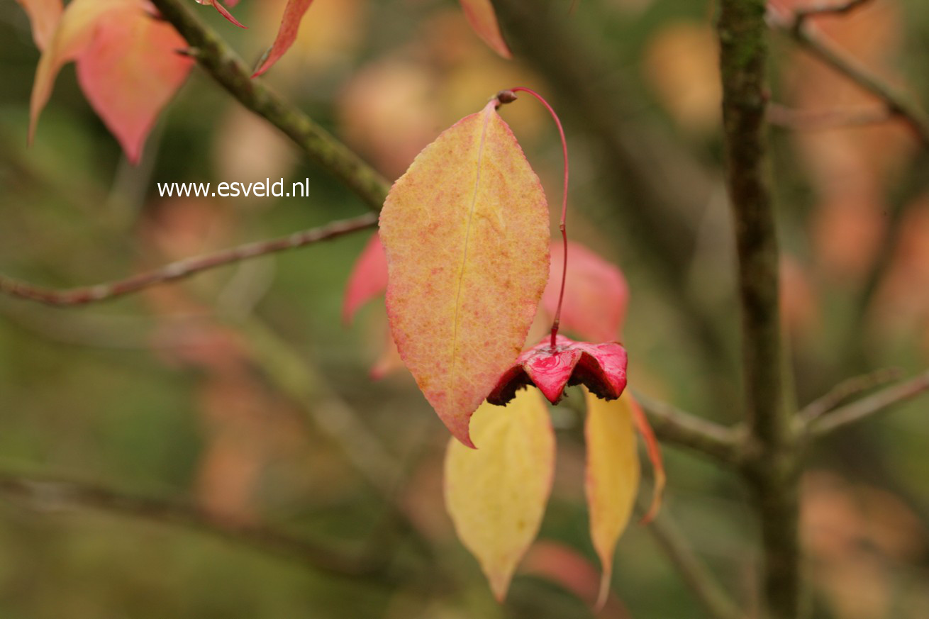 Euonymus maximowiczianus