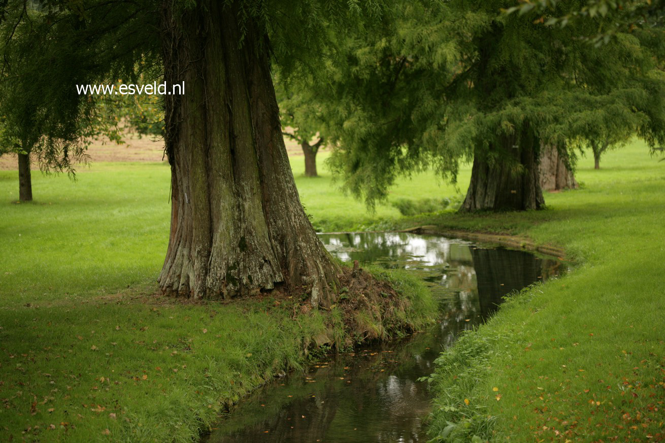 Taxodium distichum