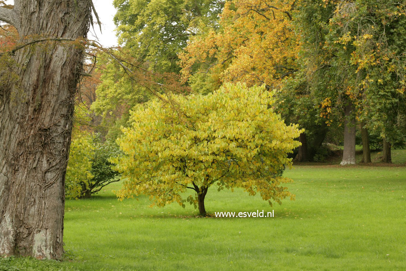 Cercis chinensis