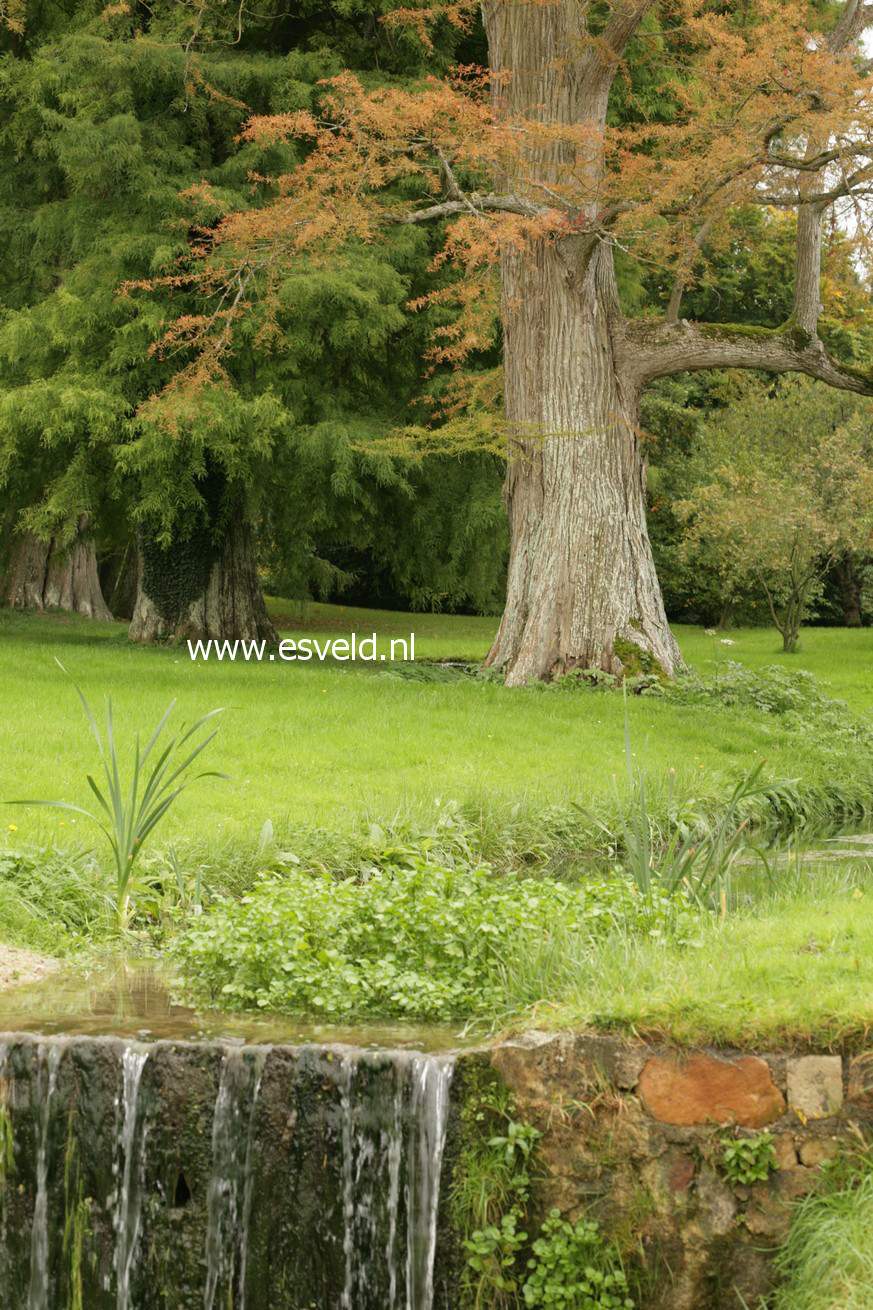 Taxodium distichum