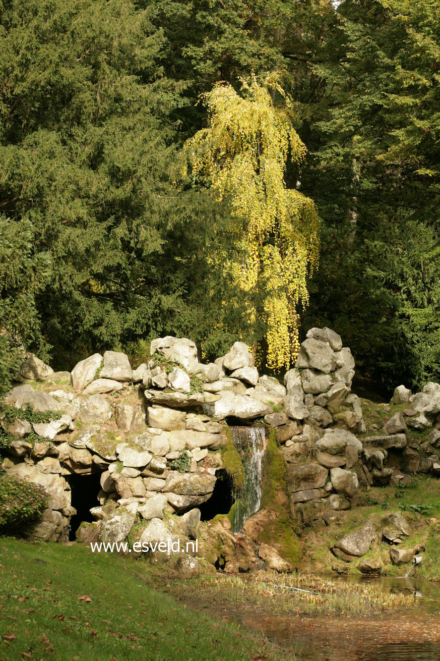 Cercidiphyllum japonicum 'Pendulum'