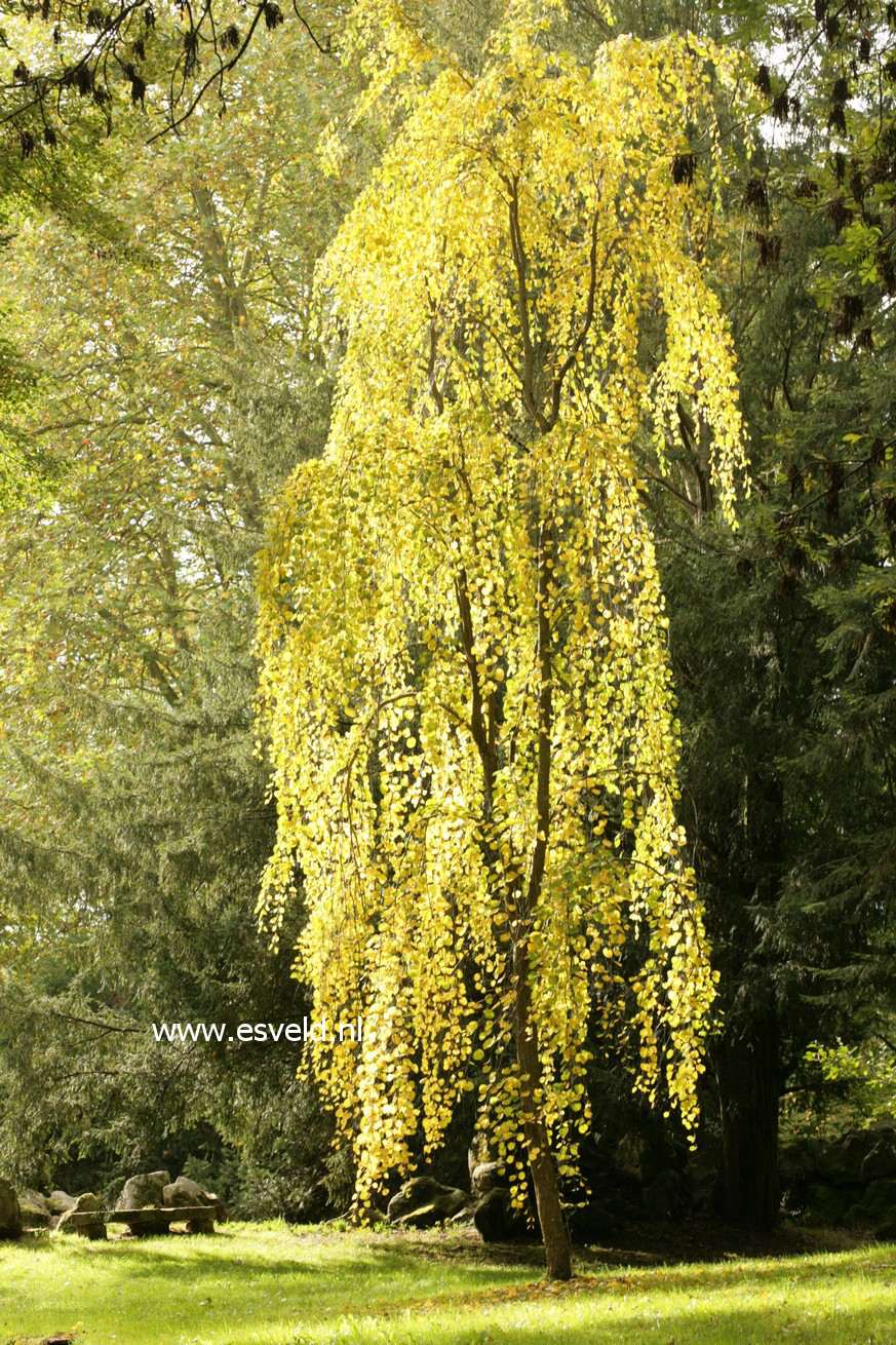 Cercidiphyllum japonicum 'Pendulum'