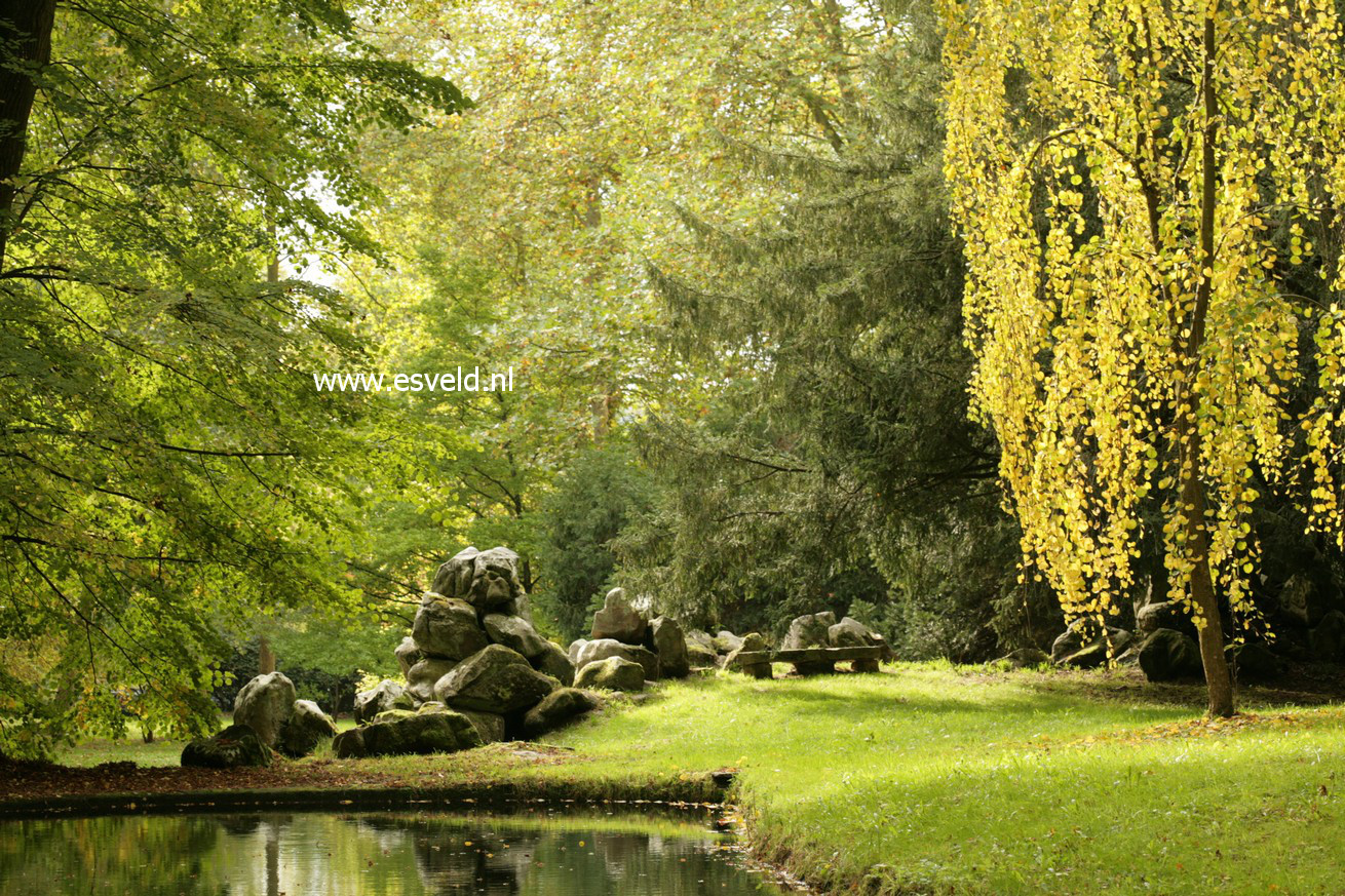 Cercidiphyllum japonicum 'Pendulum'