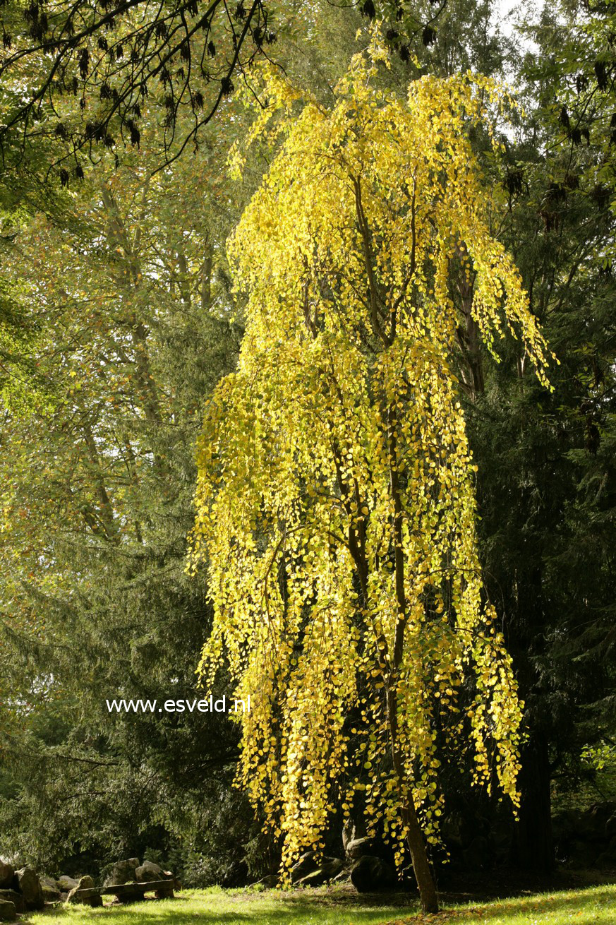 Cercidiphyllum japonicum 'Pendulum'