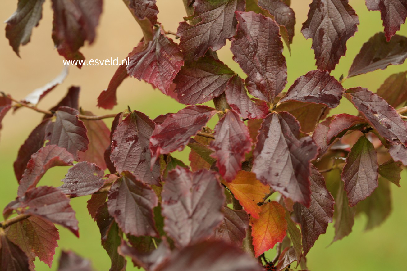 Parrotia subaequalis