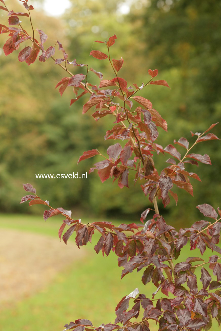 Parrotia subaequalis