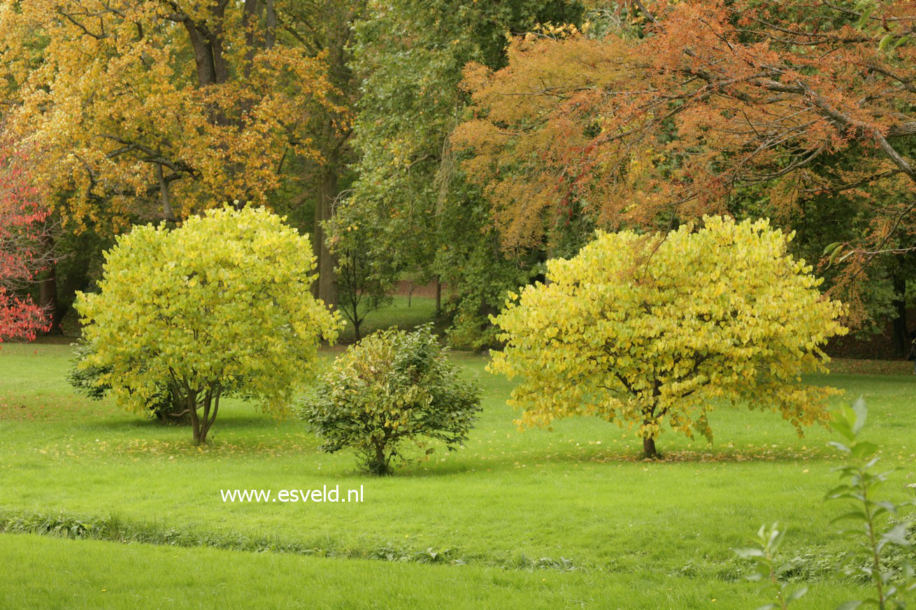 Cercis chinensis