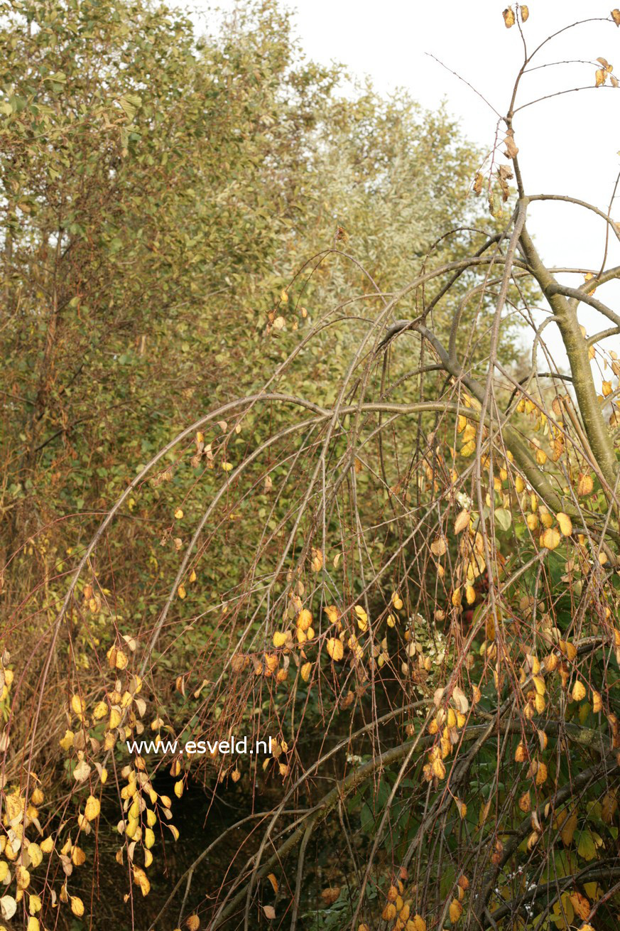 Cercidiphyllum japonicum 'Tidal Wave'