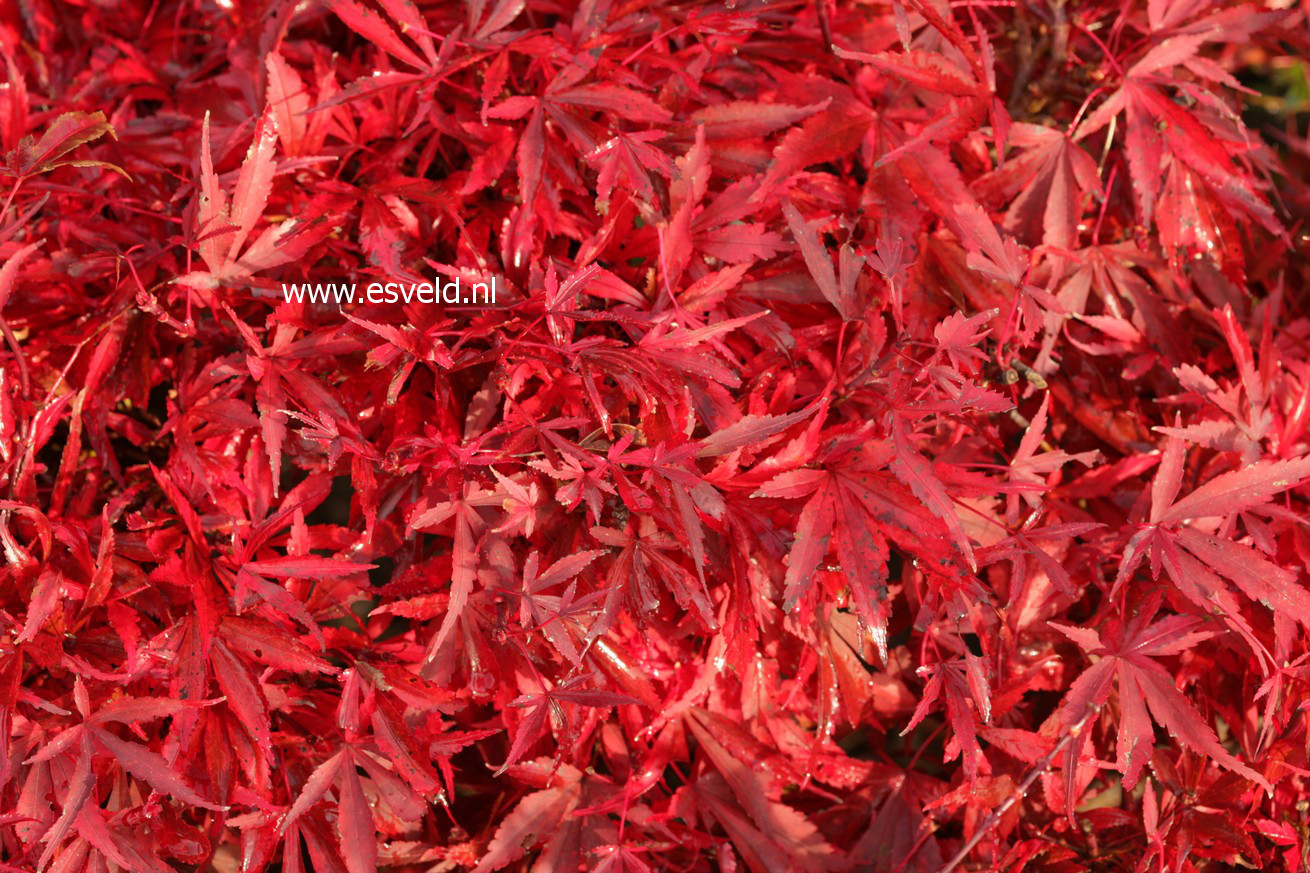 Acer palmatum 'Shaina'