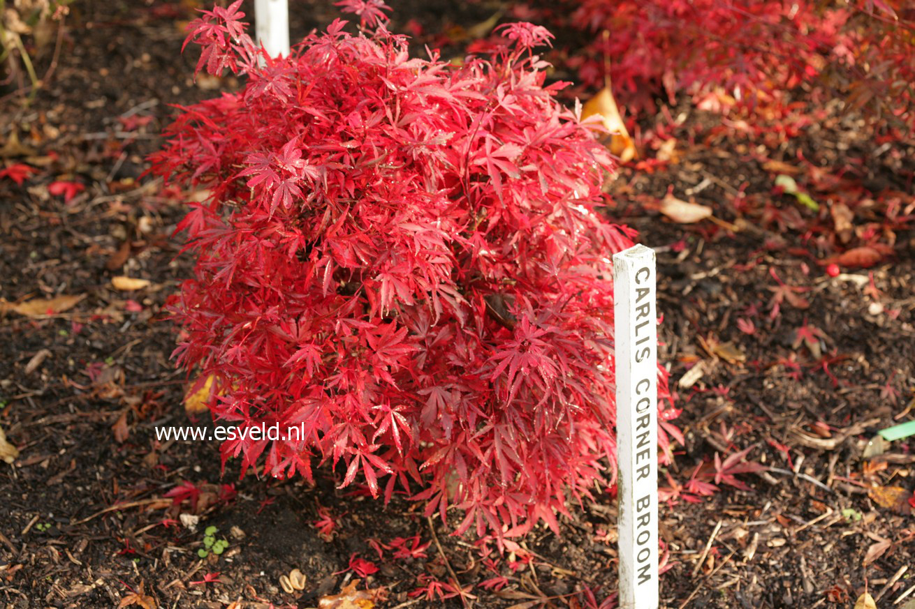 Acer palmatum 'Carlis Corner Broom'