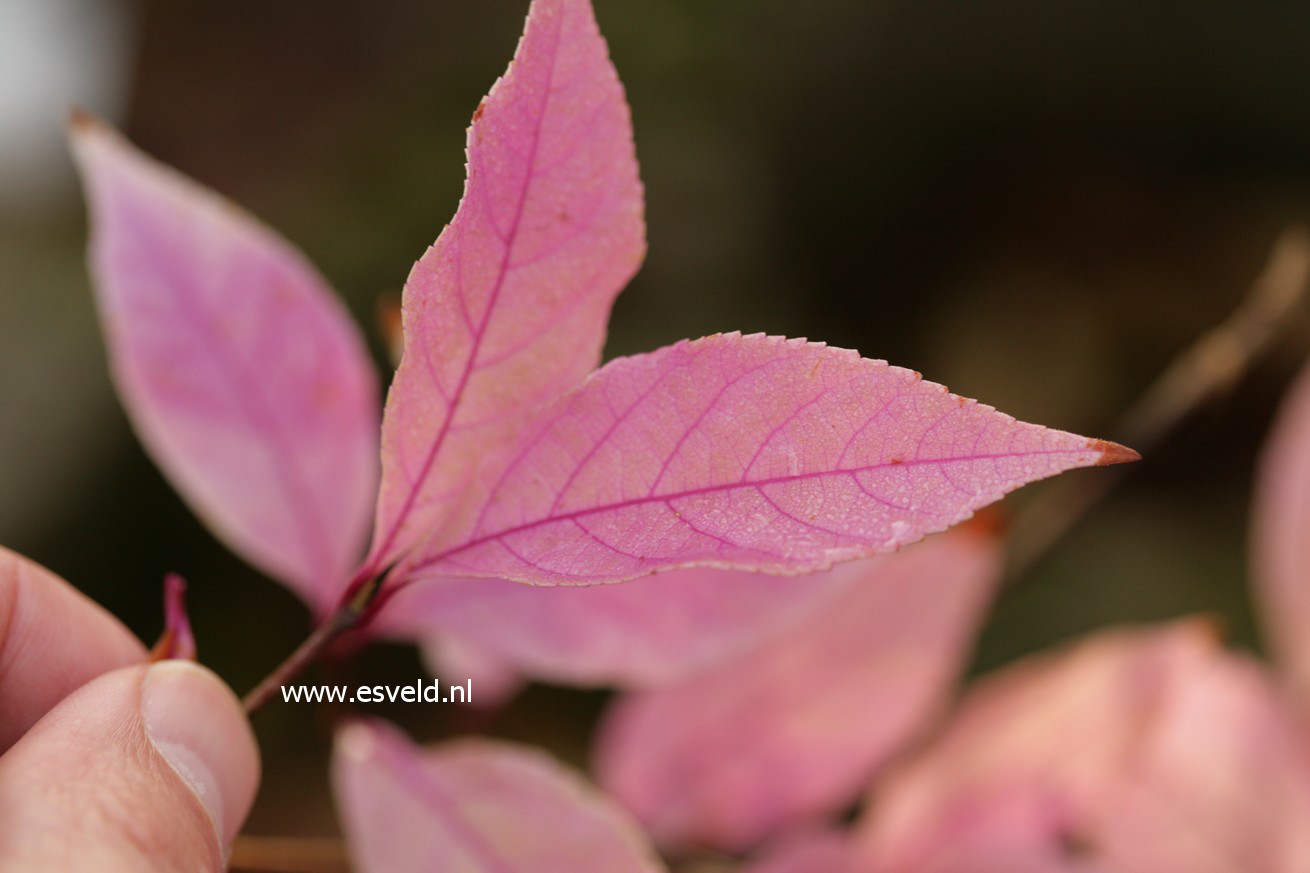 Callicarpa kwangtungensis