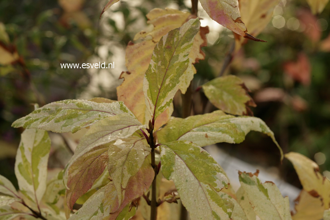 Callicarpa japonica 'Koshima no homate'