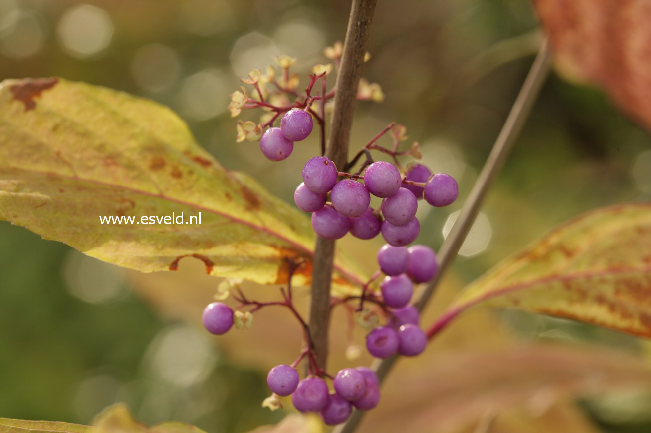 Callicarpa kwangtungensis