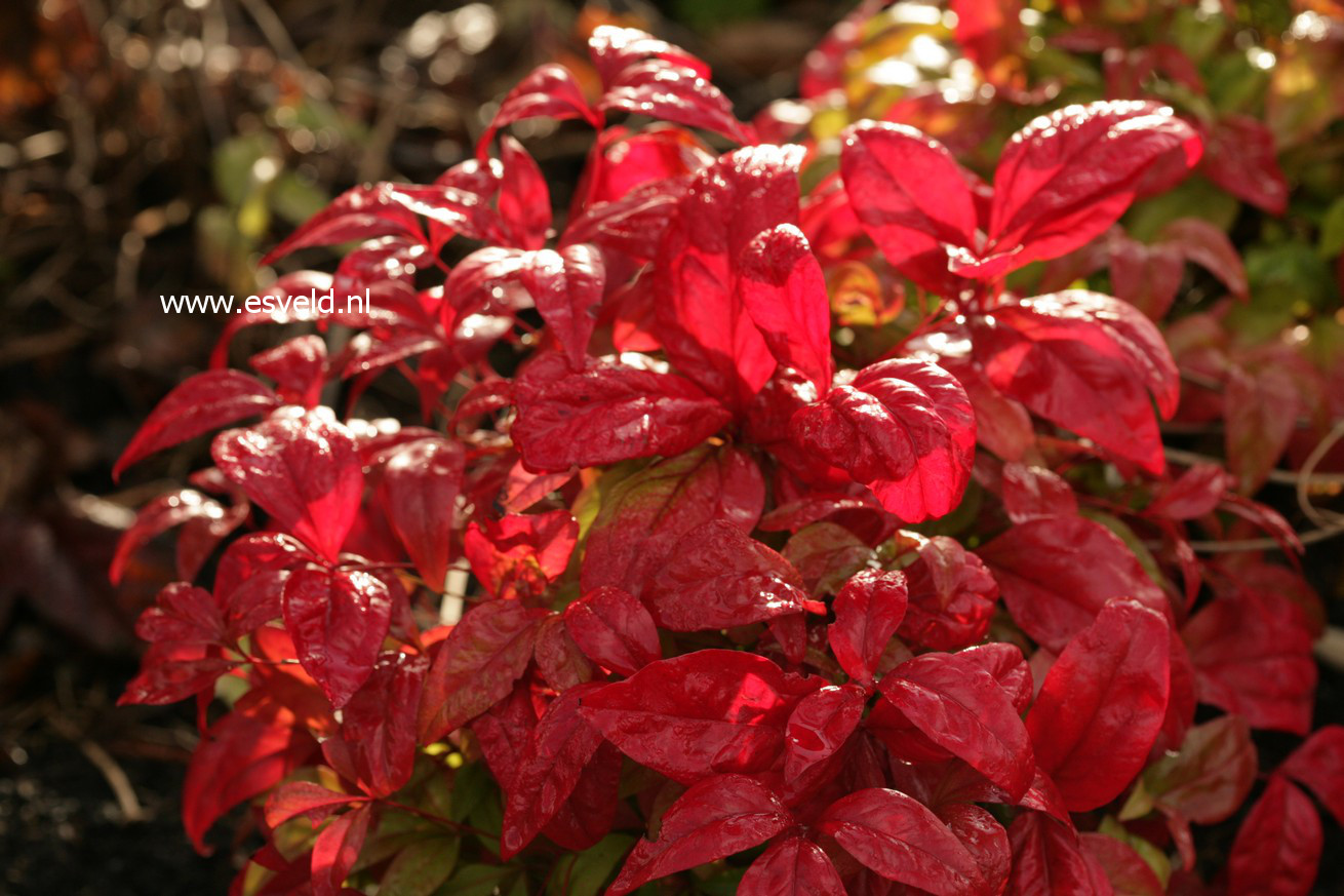 Nandina domestica 'Fire Power'