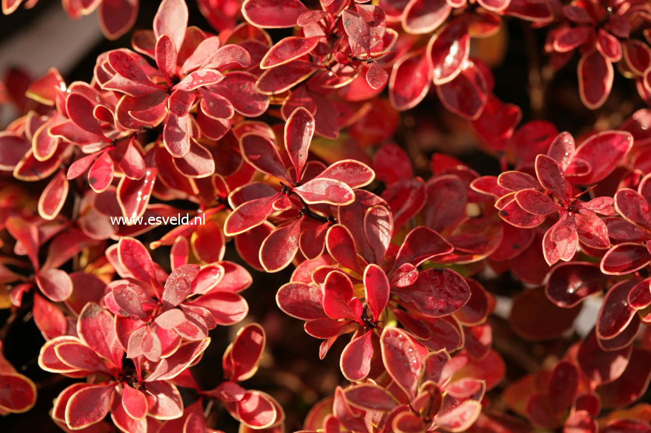 Berberis thunbergii 'Admiration'