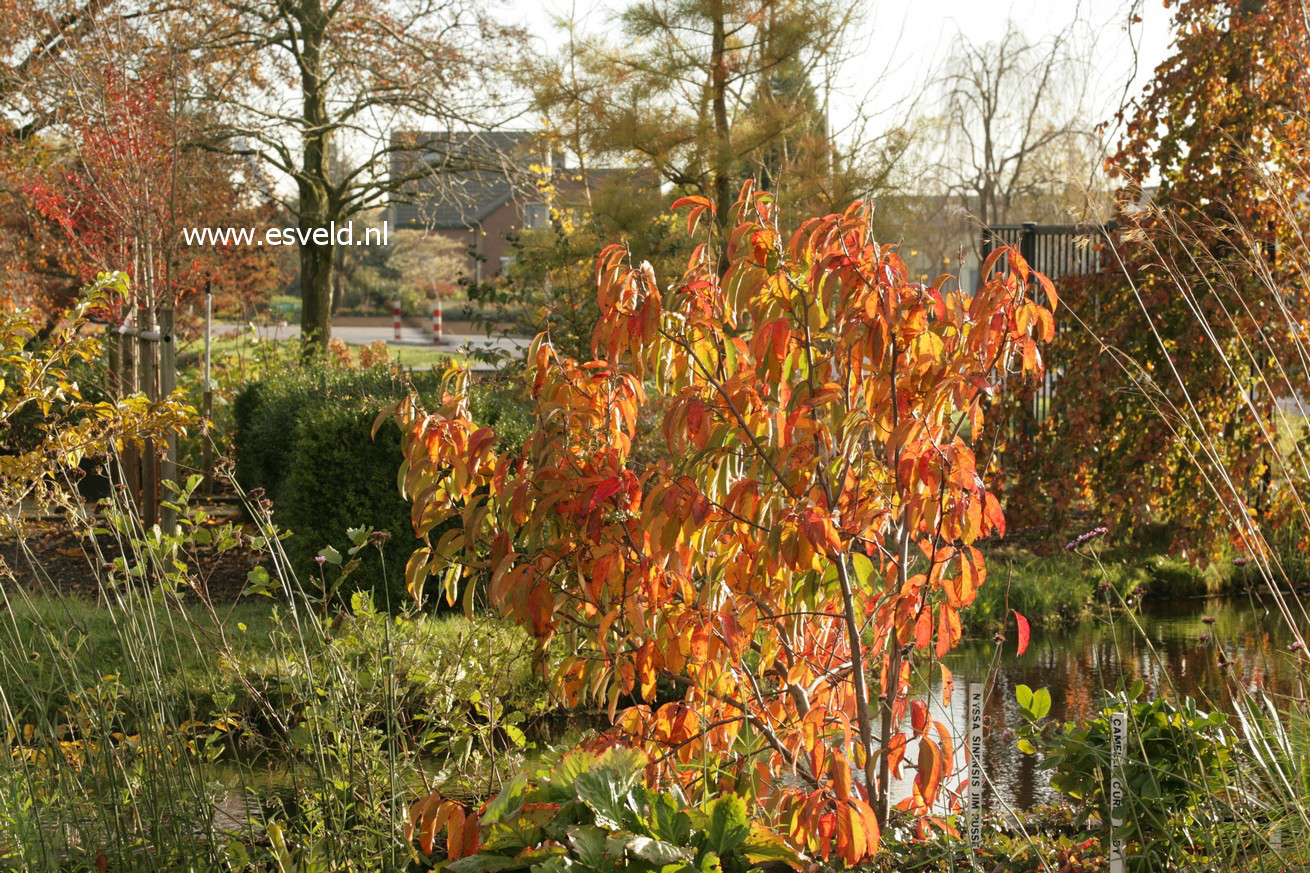 Nyssa sinensis 'Jim Russell'