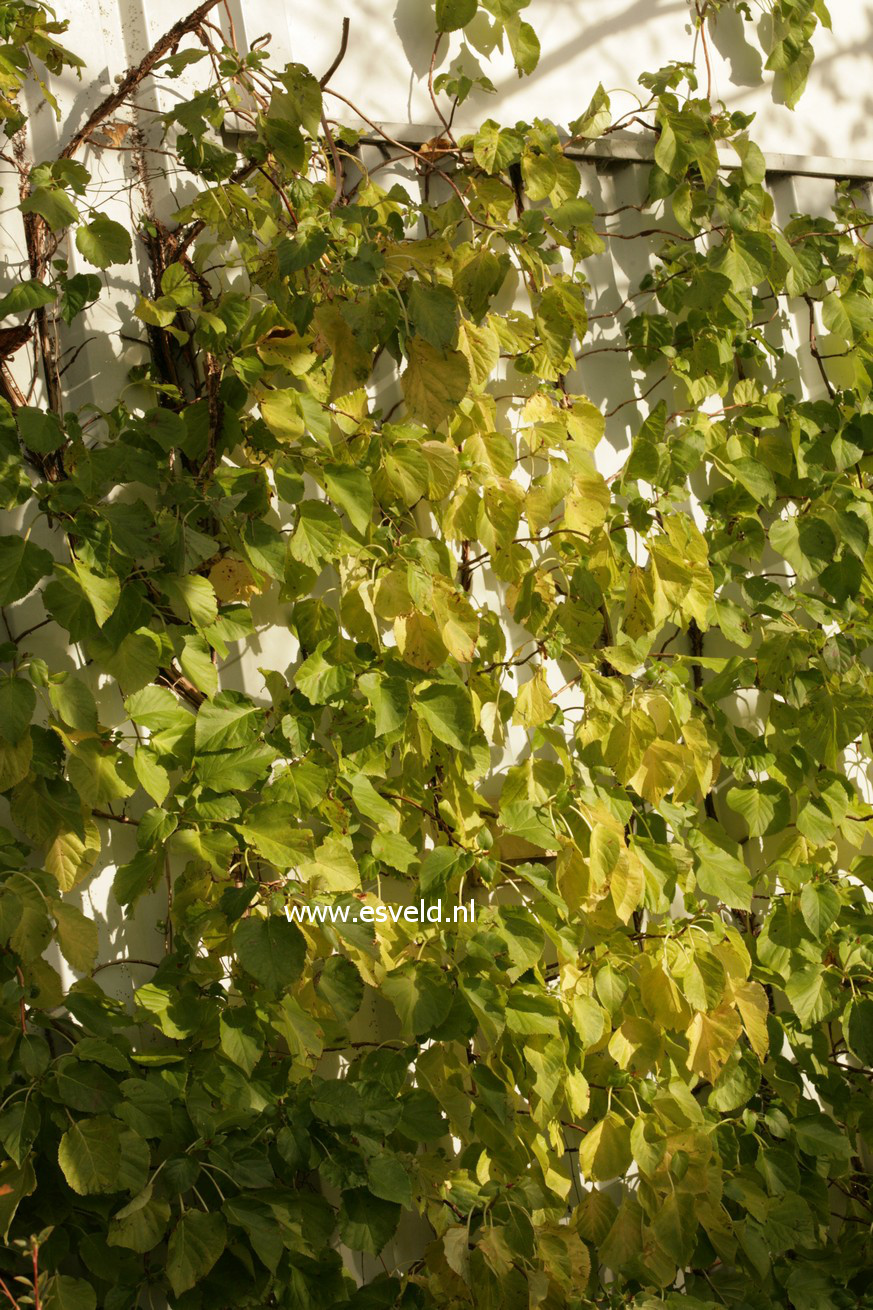 Hydrangea anomala quelpartii