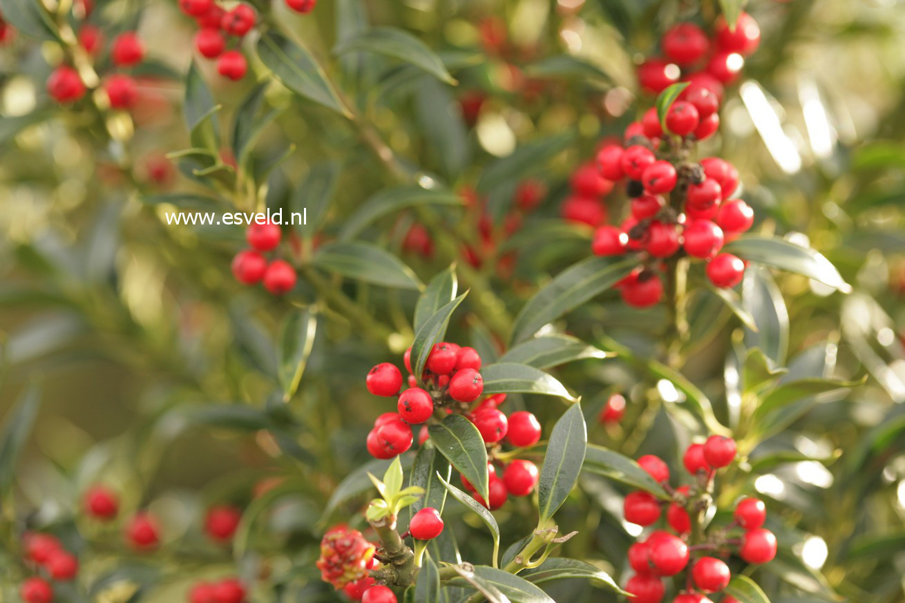 Ilex aquifolium 'Harpune'