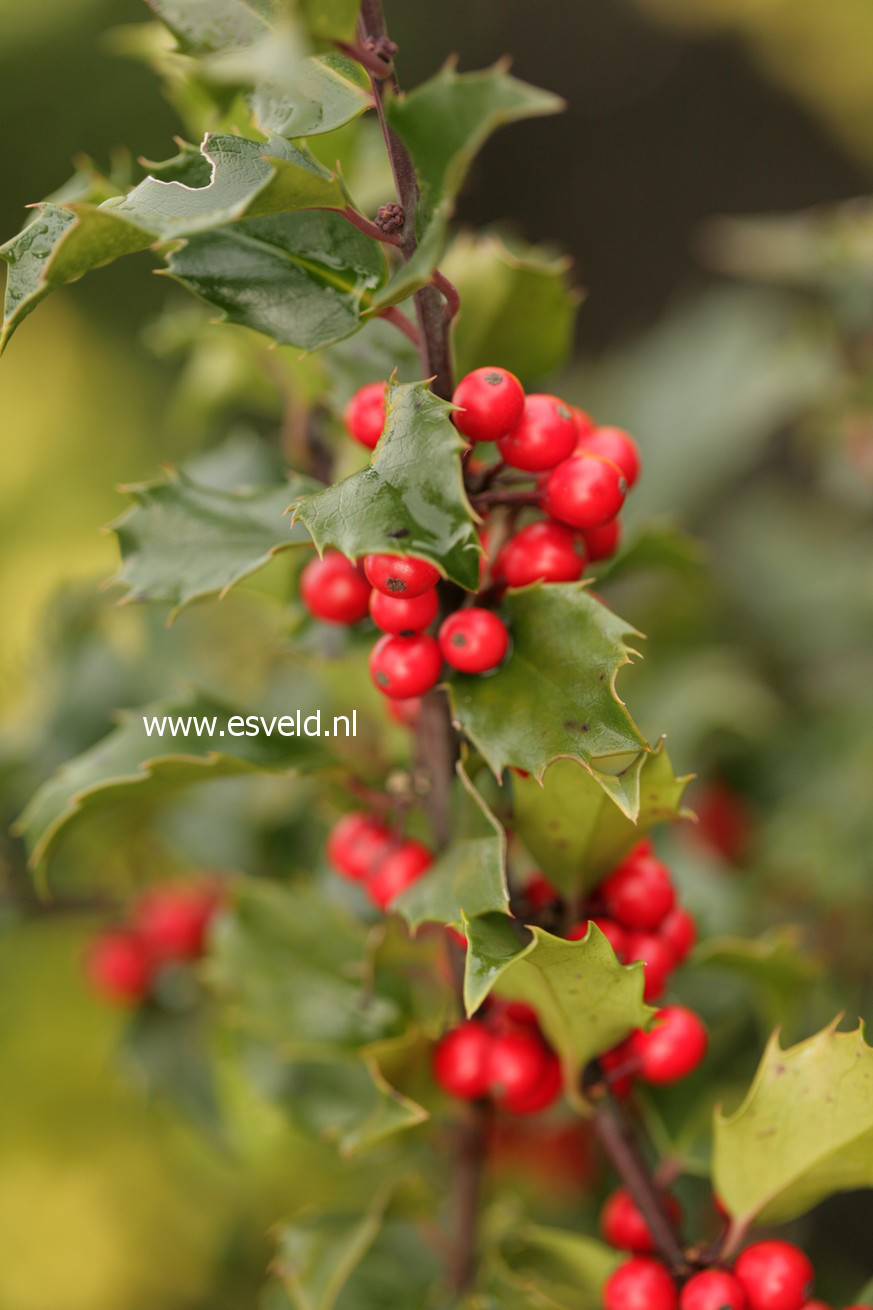 Ilex meserveae 'Blue Girl'