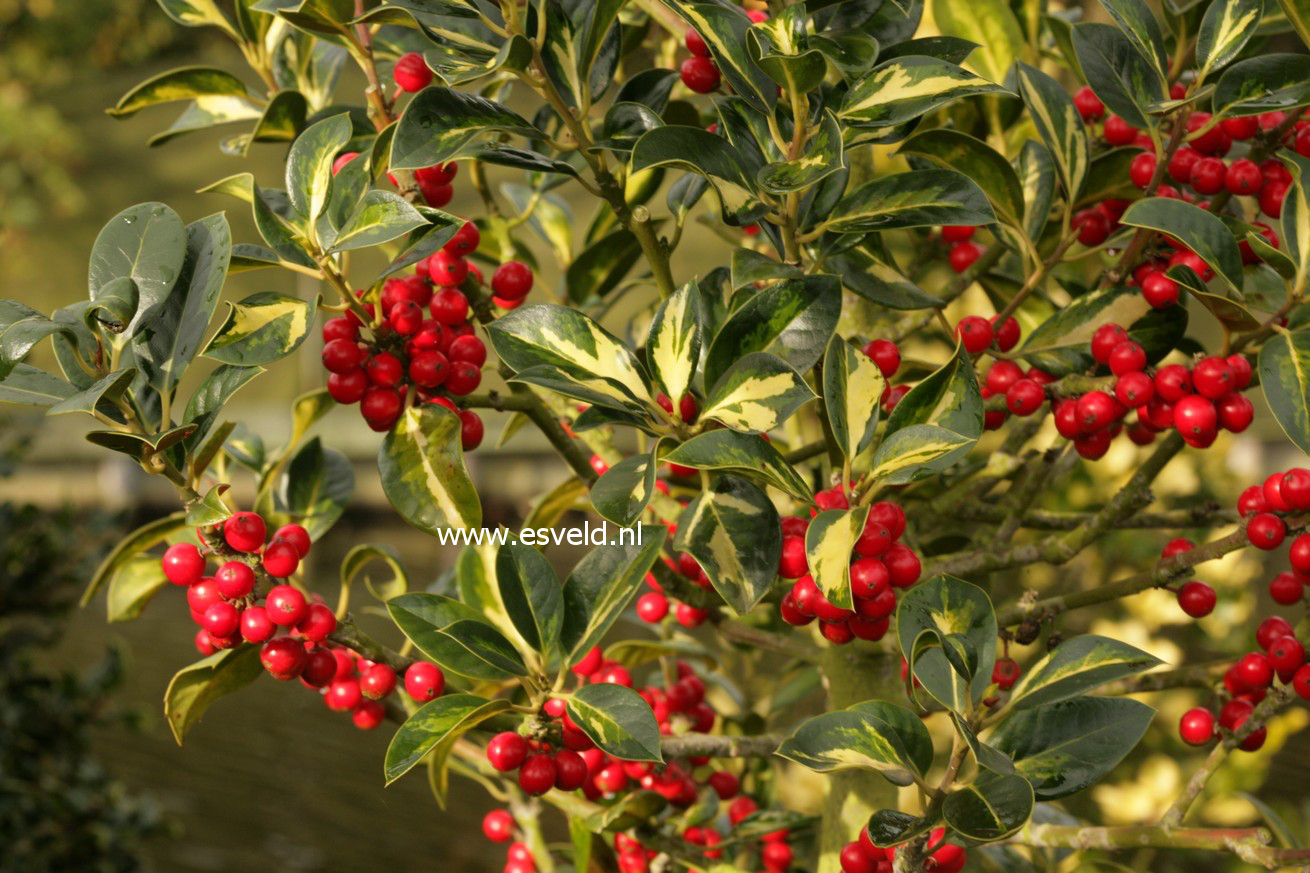 Ilex aquifolium 'Gold Flash'