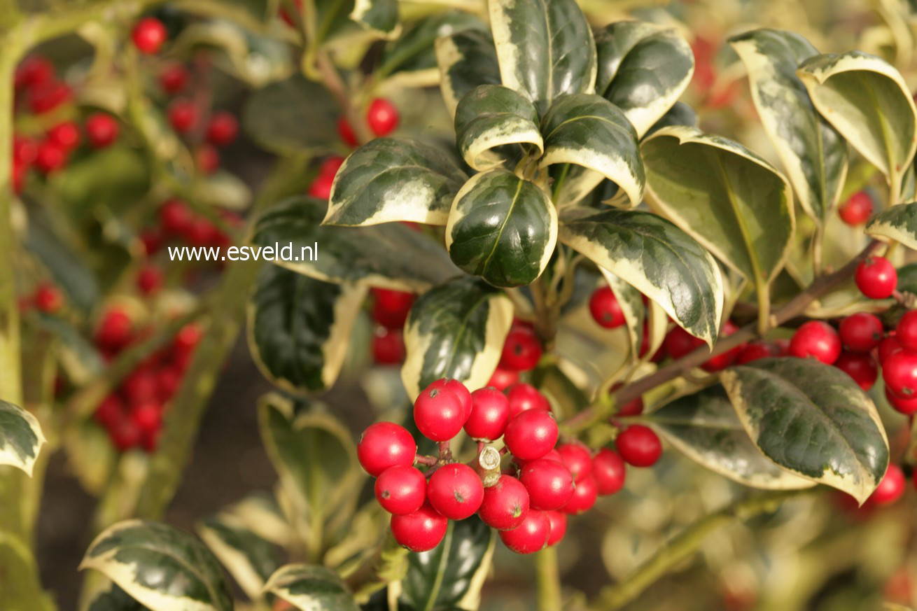 Ilex aquifolium 'Silver van Tol'