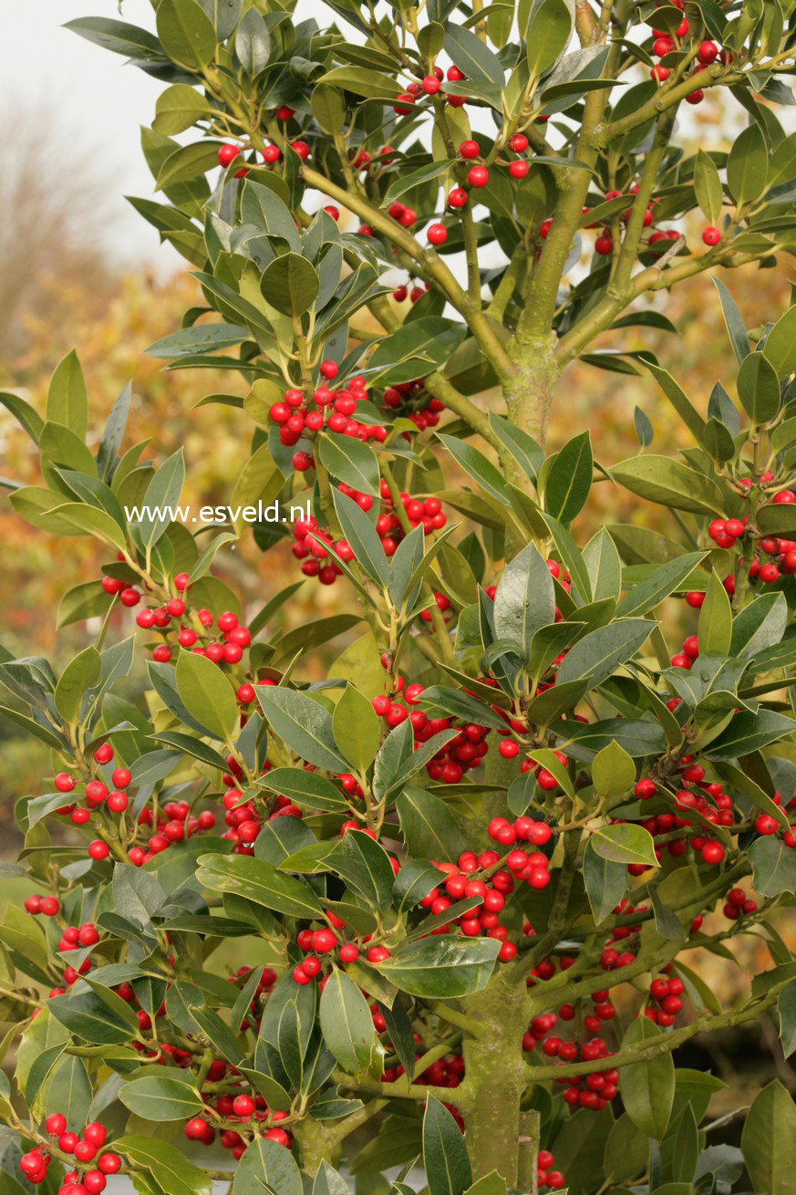 Ilex altaclerensis 'Belgica'