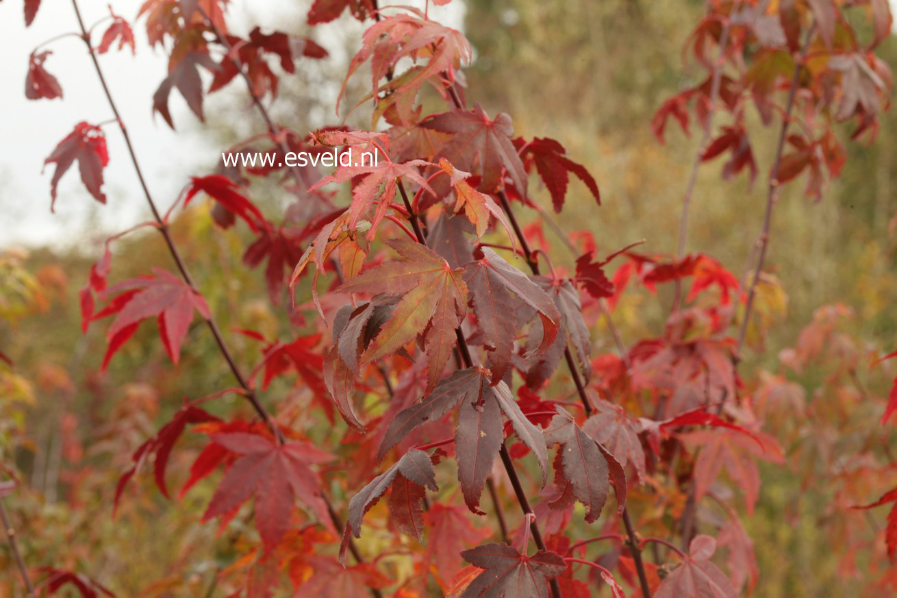 Acer palmatum 'Yadawara'