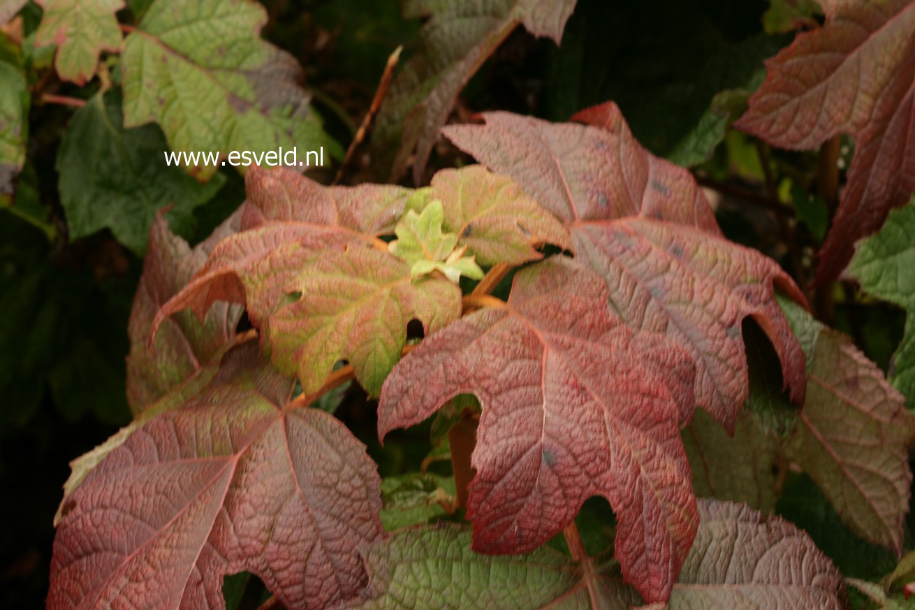 Hydrangea quercifolia 'Back Porch'