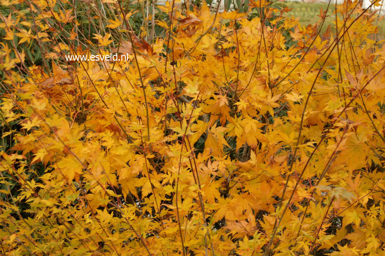 Acer palmatum 'Meoto'