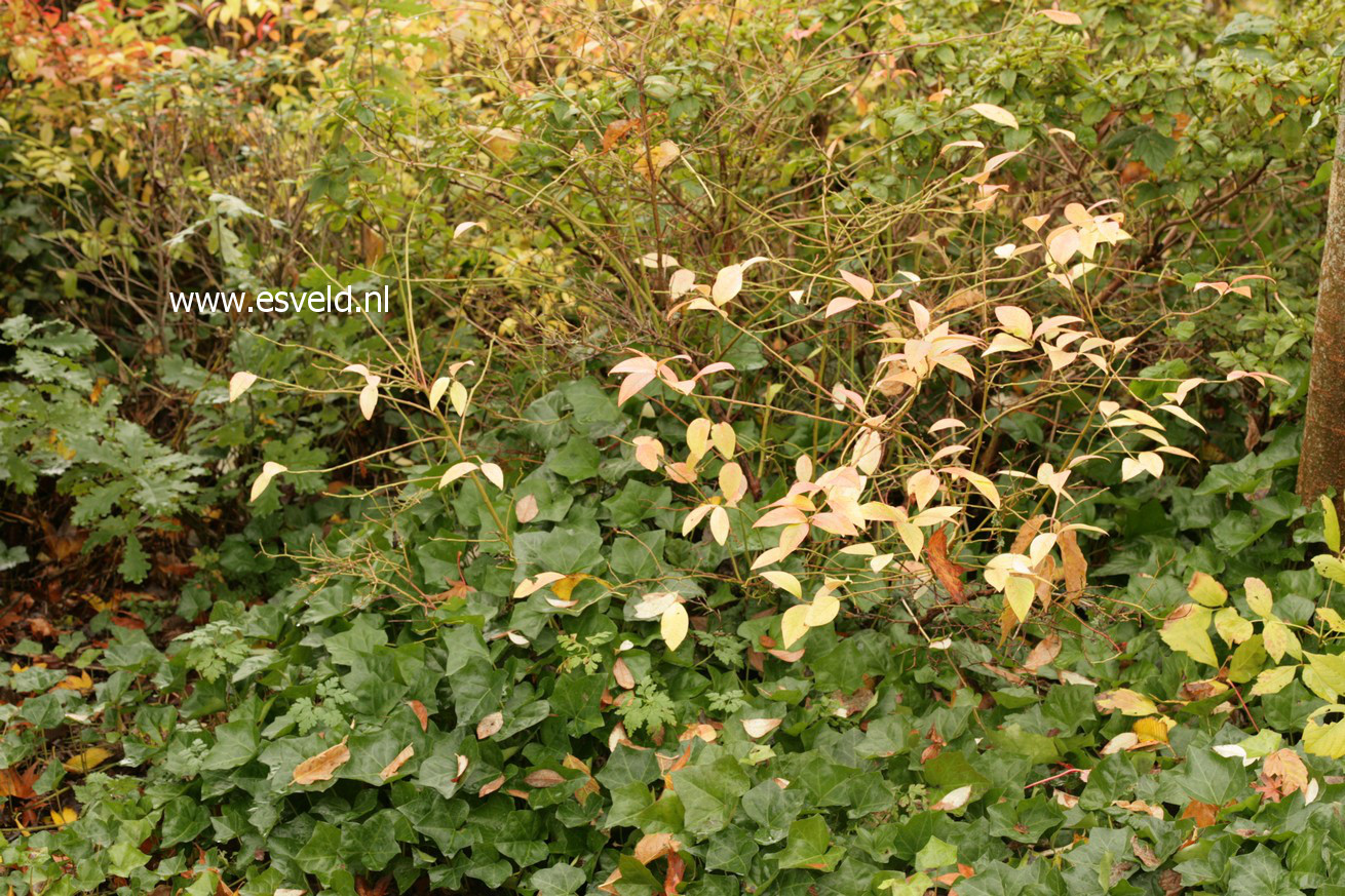 Vaccinium caesariense