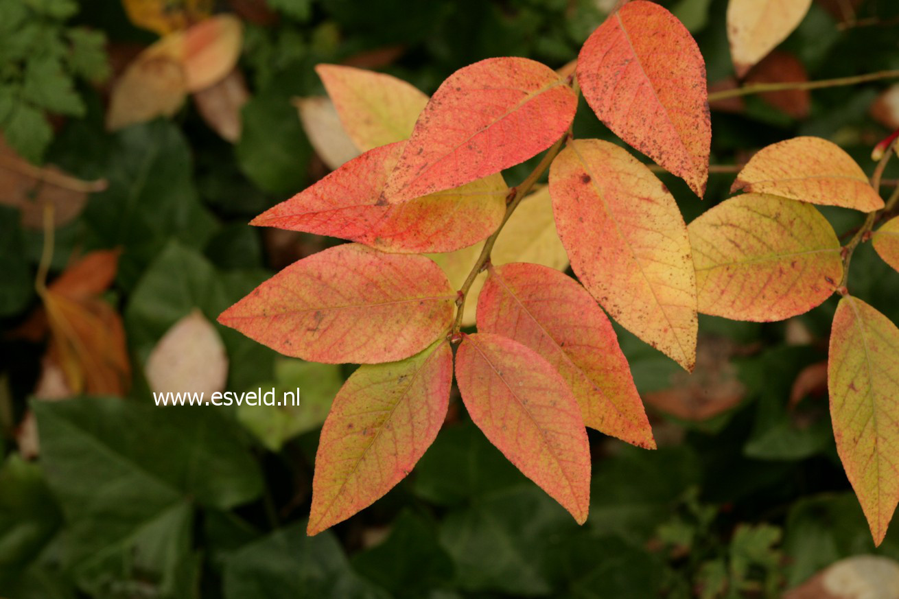 Vaccinium caesariense