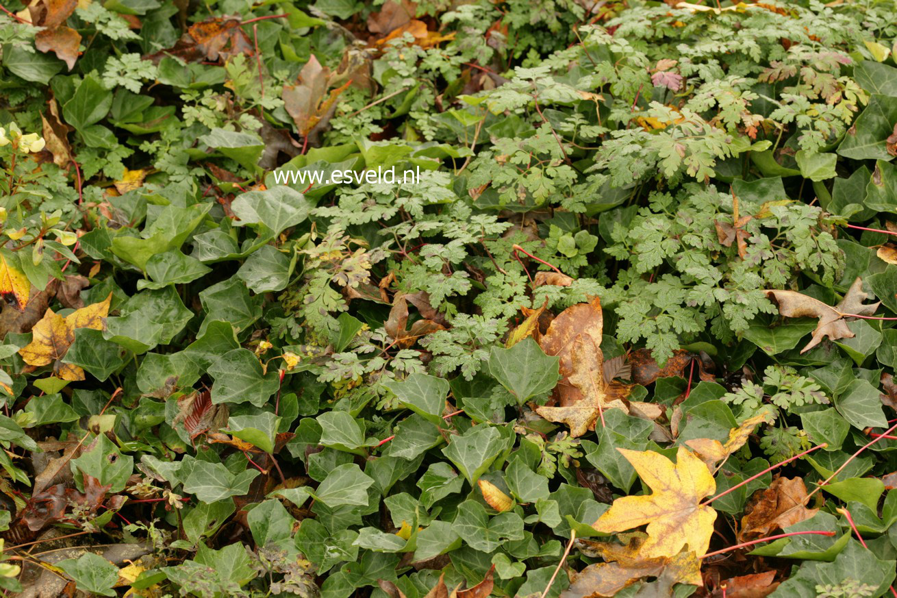 Hedera helix