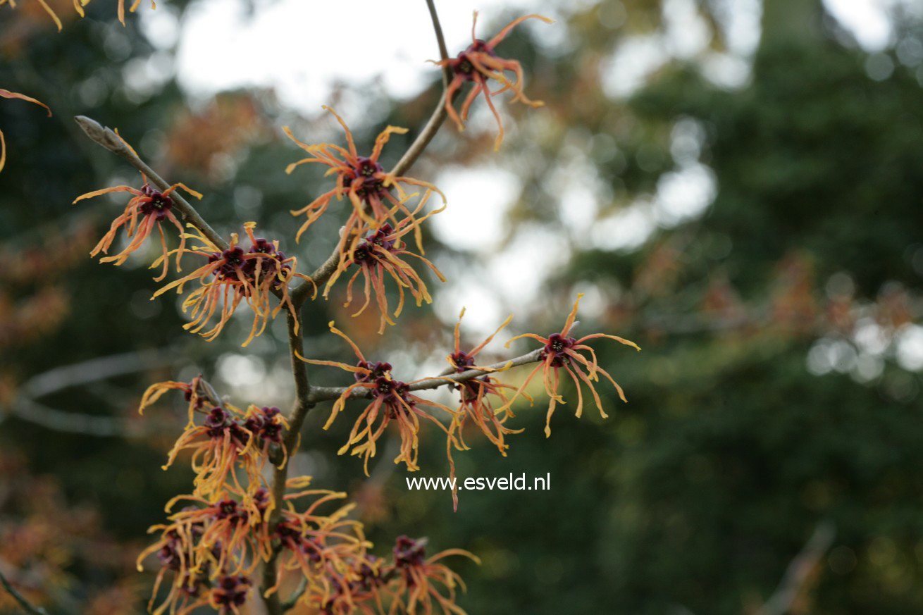 Hamamelis intermedia 'Jelena'